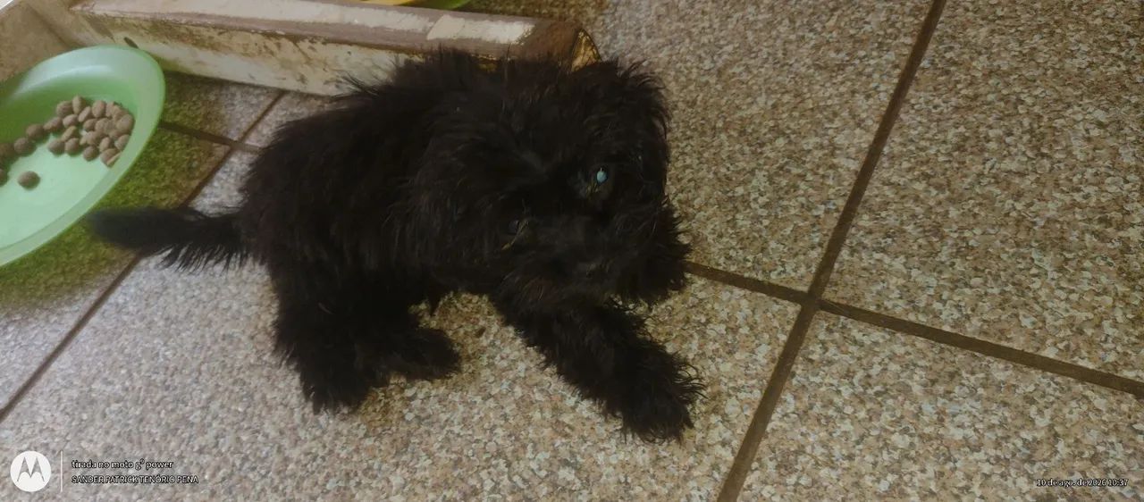 Maltês com Poodle  - Foto 3