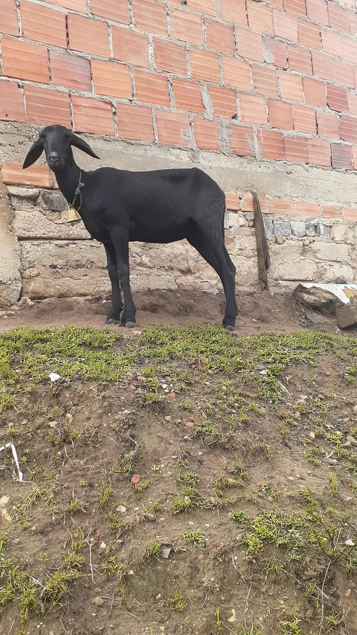 1 Carneiro e 2 ovelha - Foto 2