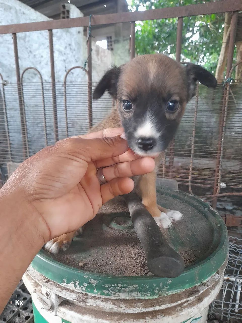 Doação cachorro  - Foto 2