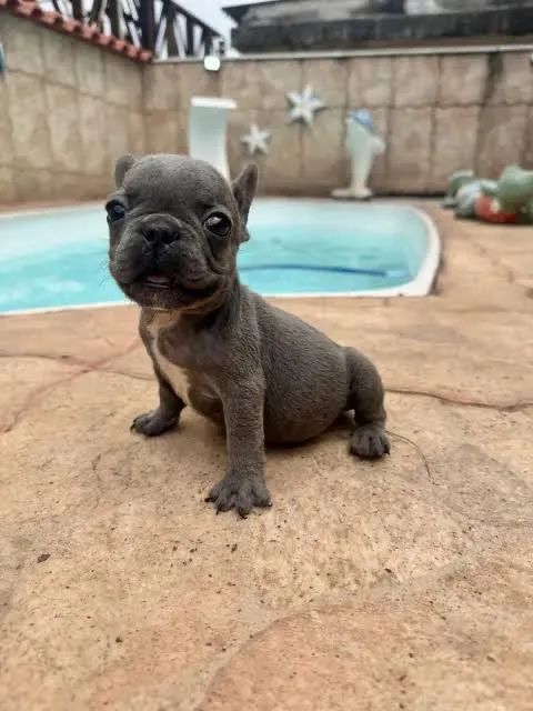 Buldogue francês para doação  - Foto 2