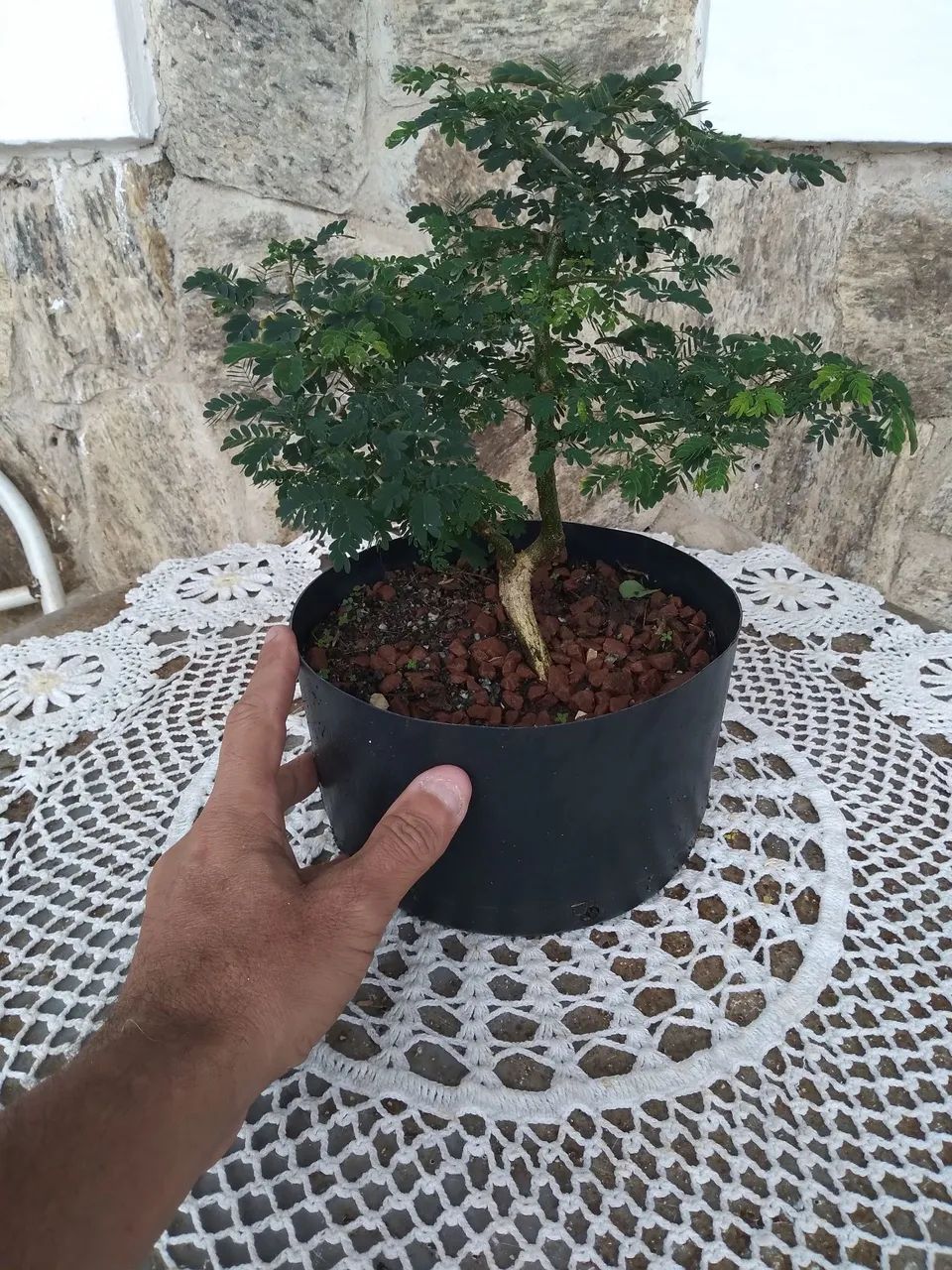 Pre Bonsai Pithecolombium - Foto 2