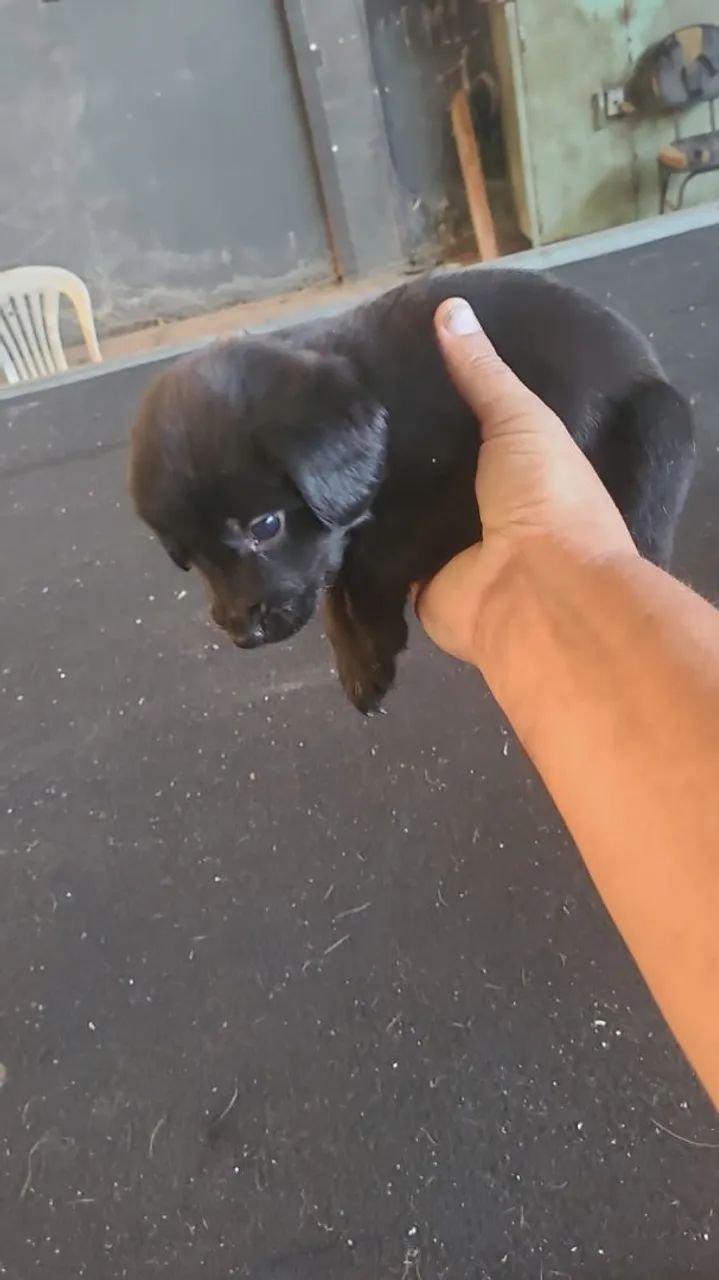 Cães filhotes