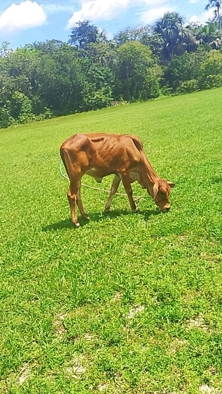 Estou vendendo uma bezerra - Foto 5