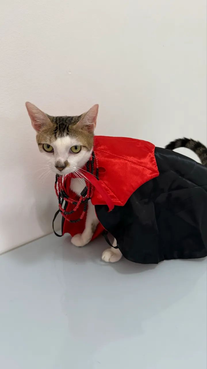 Fantasia Halloween para Pets - Foto 3