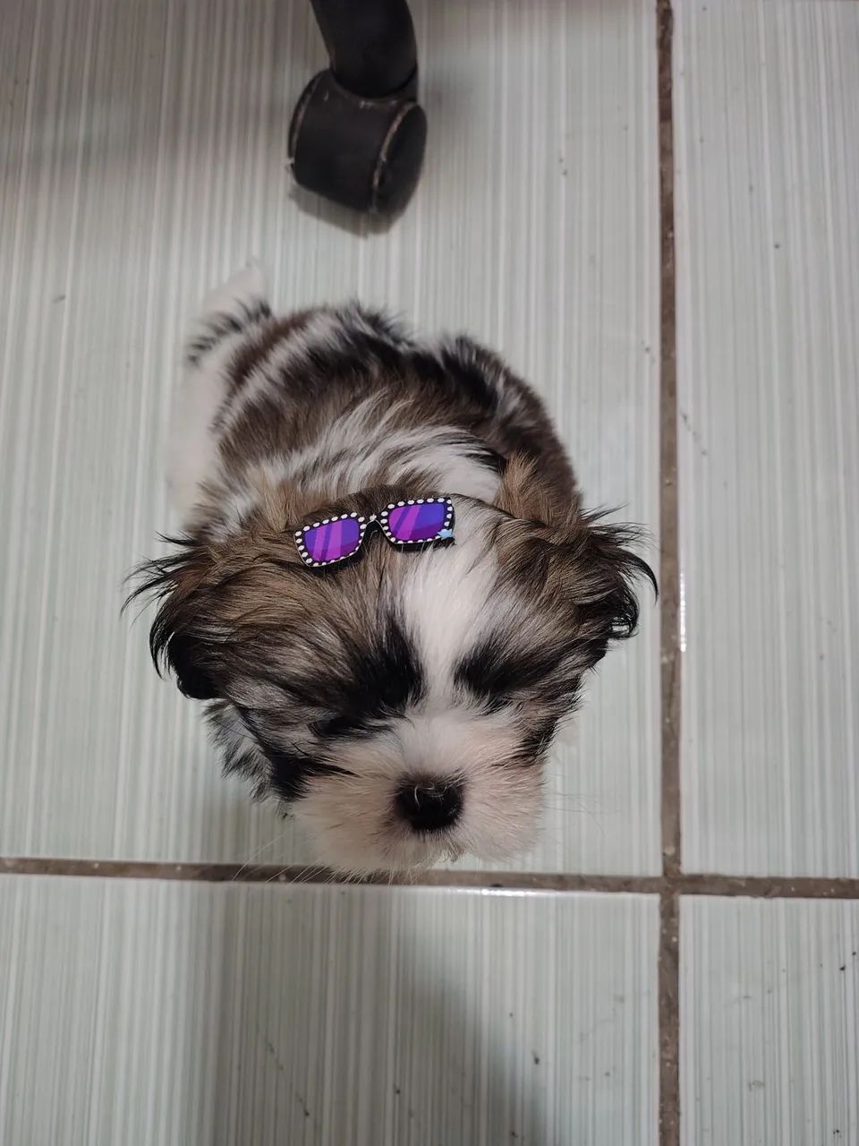 Shi tzu