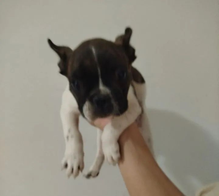 Buldog francês  - Foto 2