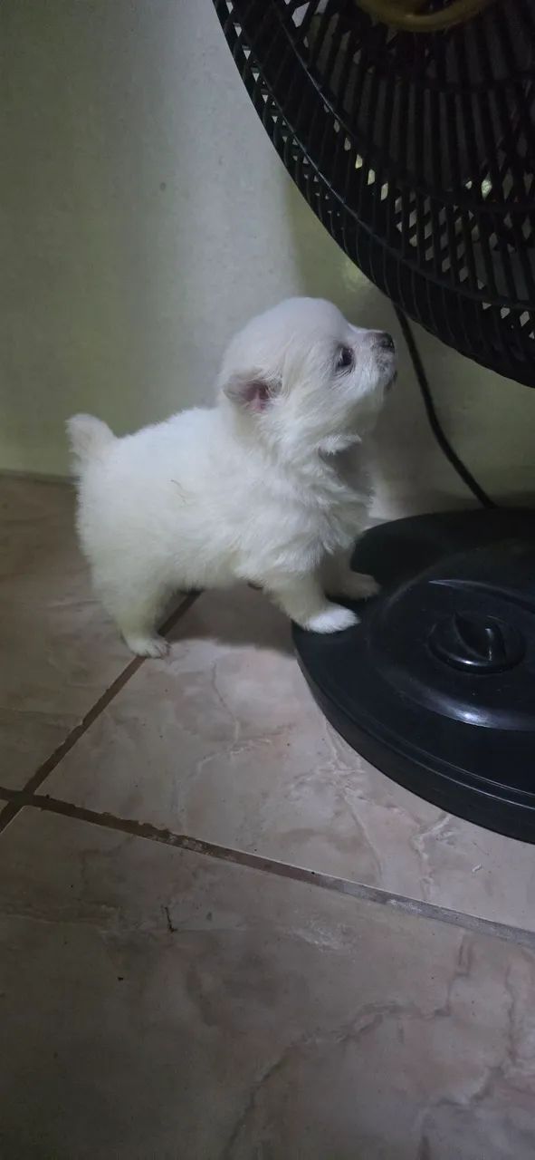Spitz alemão