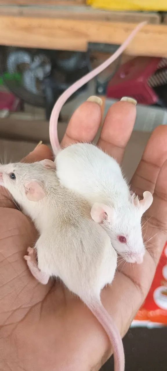 Camundongos(neonatos) - Foto 2