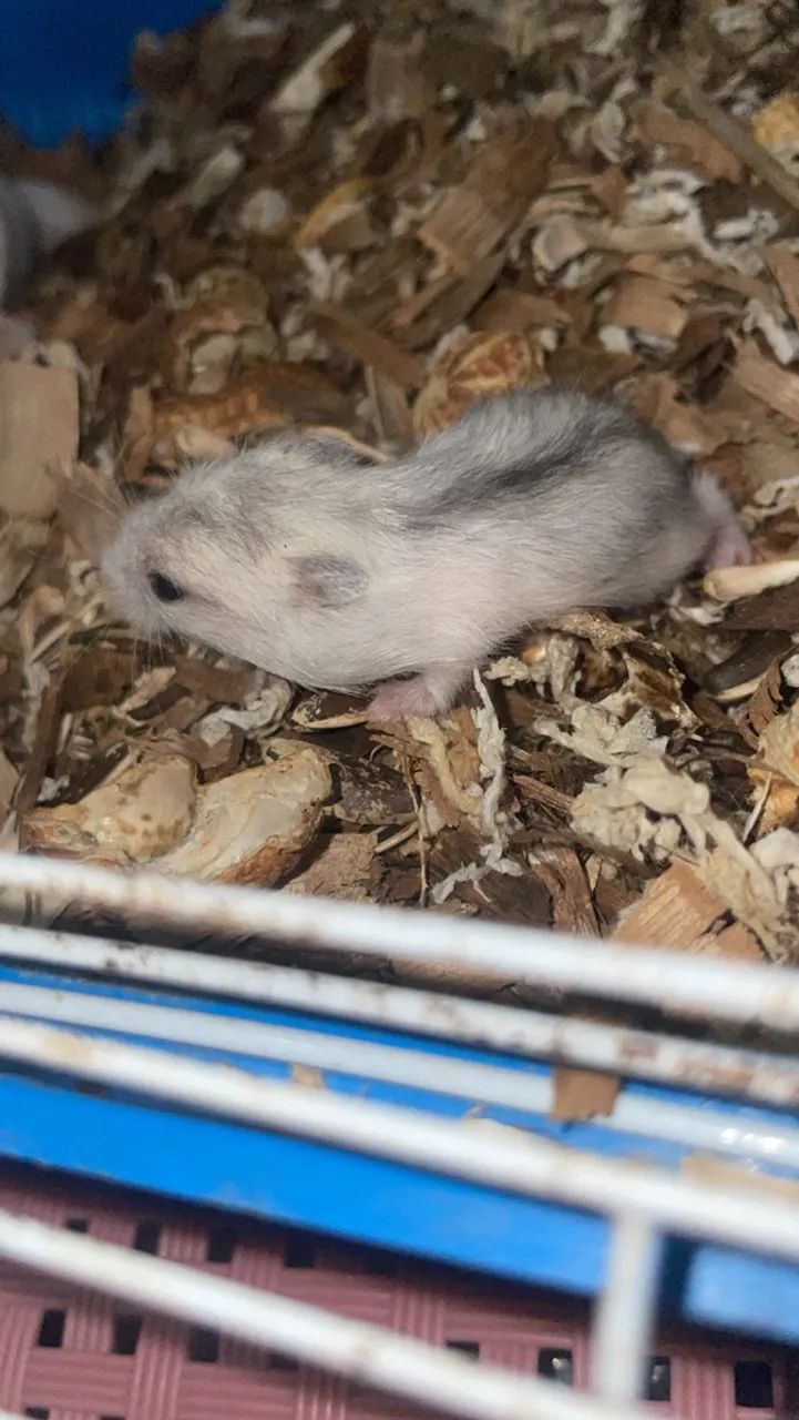Vende se hamster 