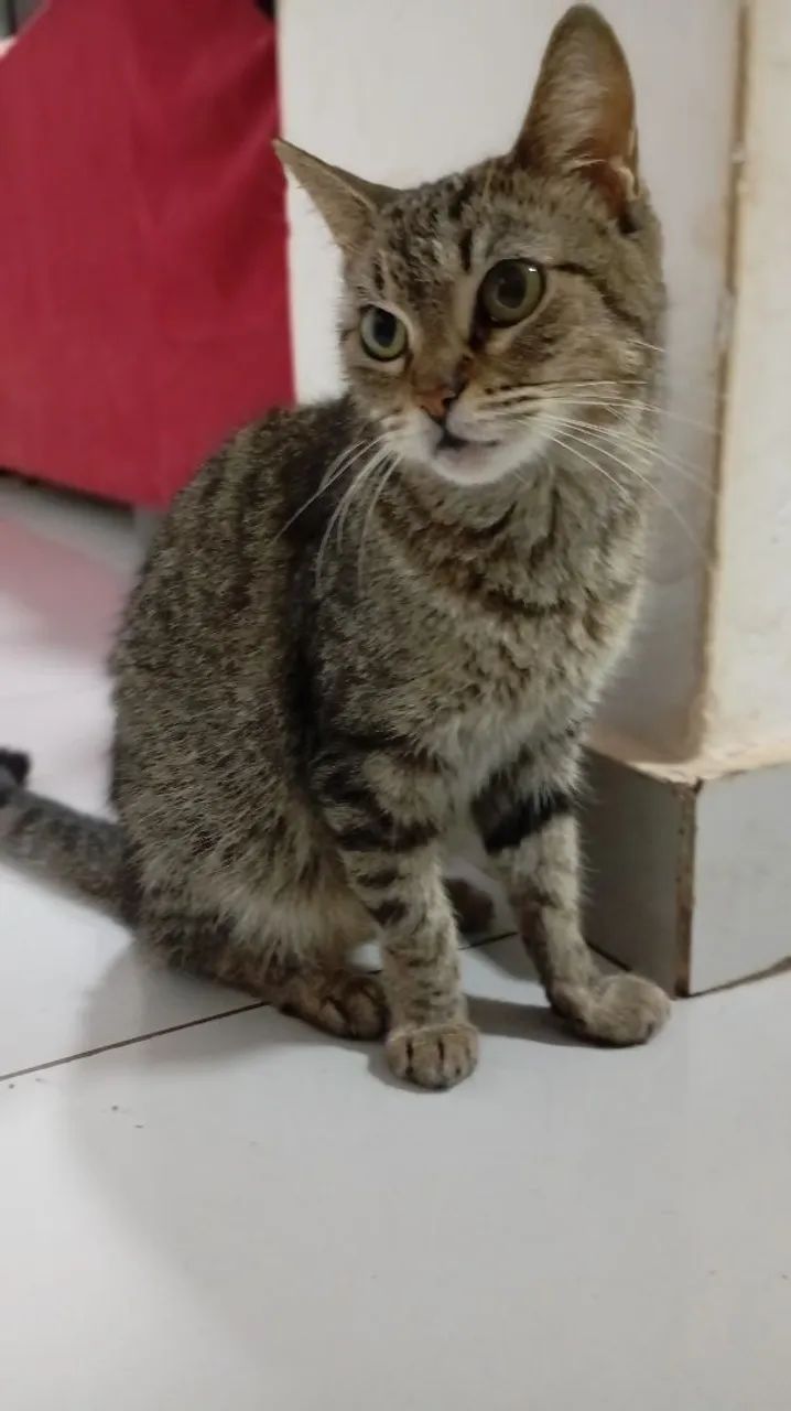 Doação de gata castrada - Foto 2