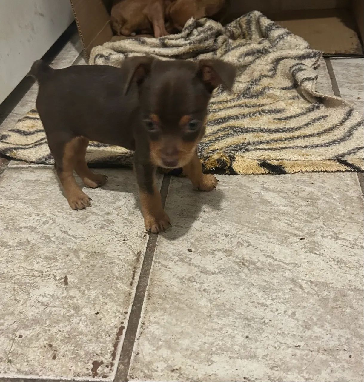 Pinscher 