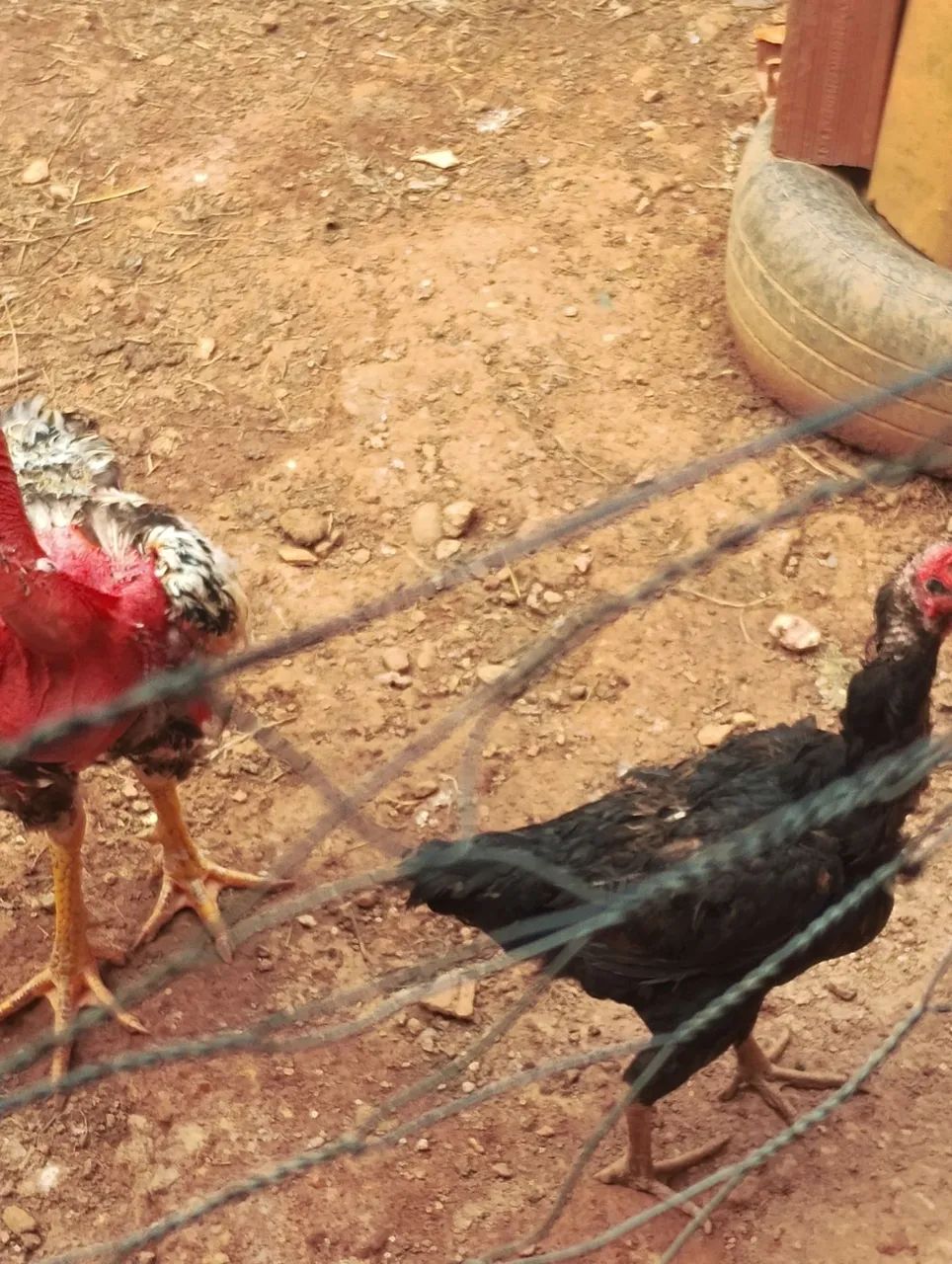 Galo polaco + galinhas  - Foto 4