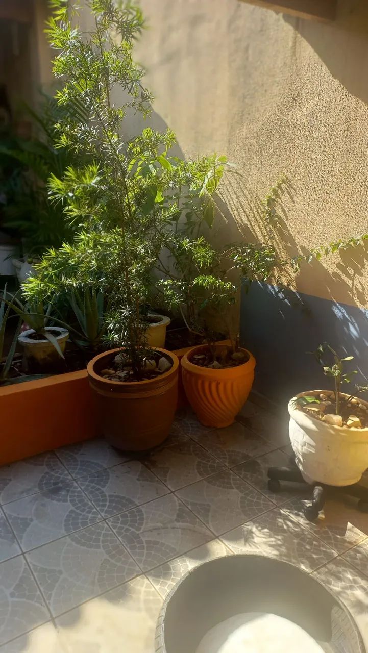 Plantas  - Foto 4
