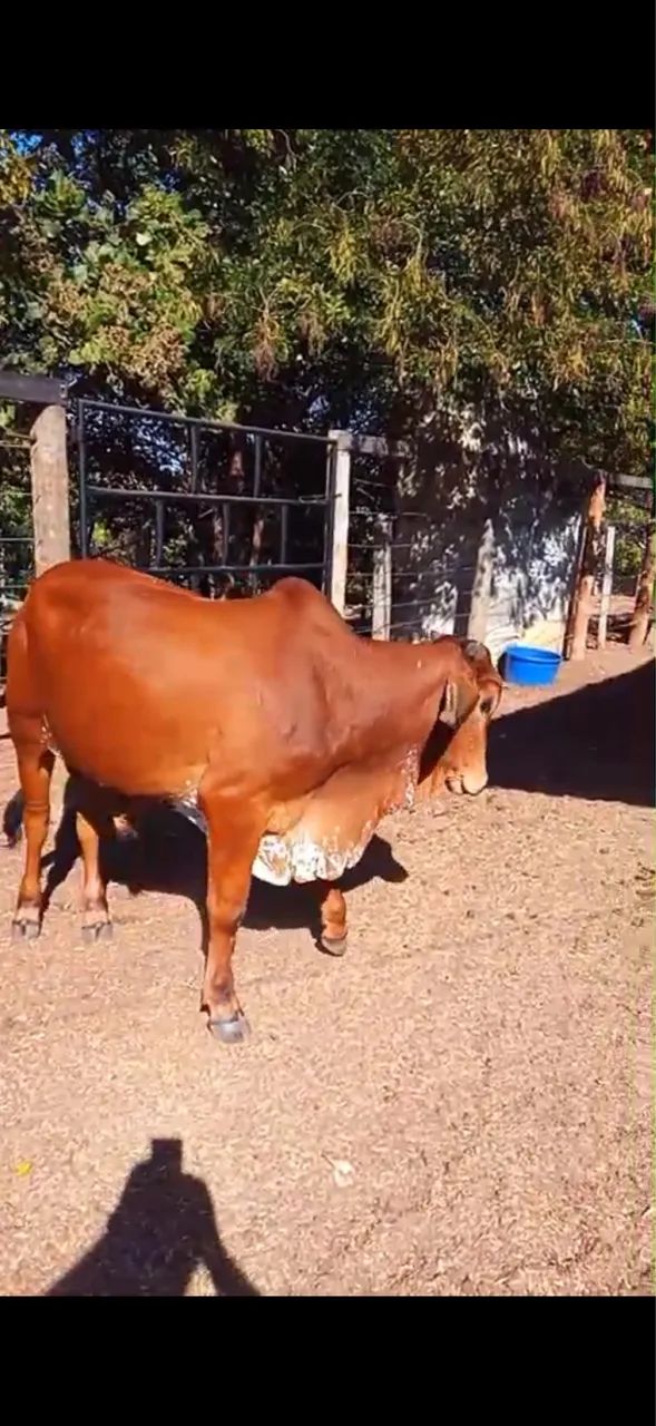 Animais - Foto 3