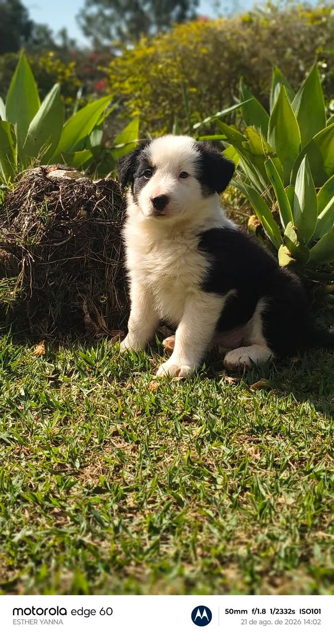 Filhotes border collie  - Foto 5