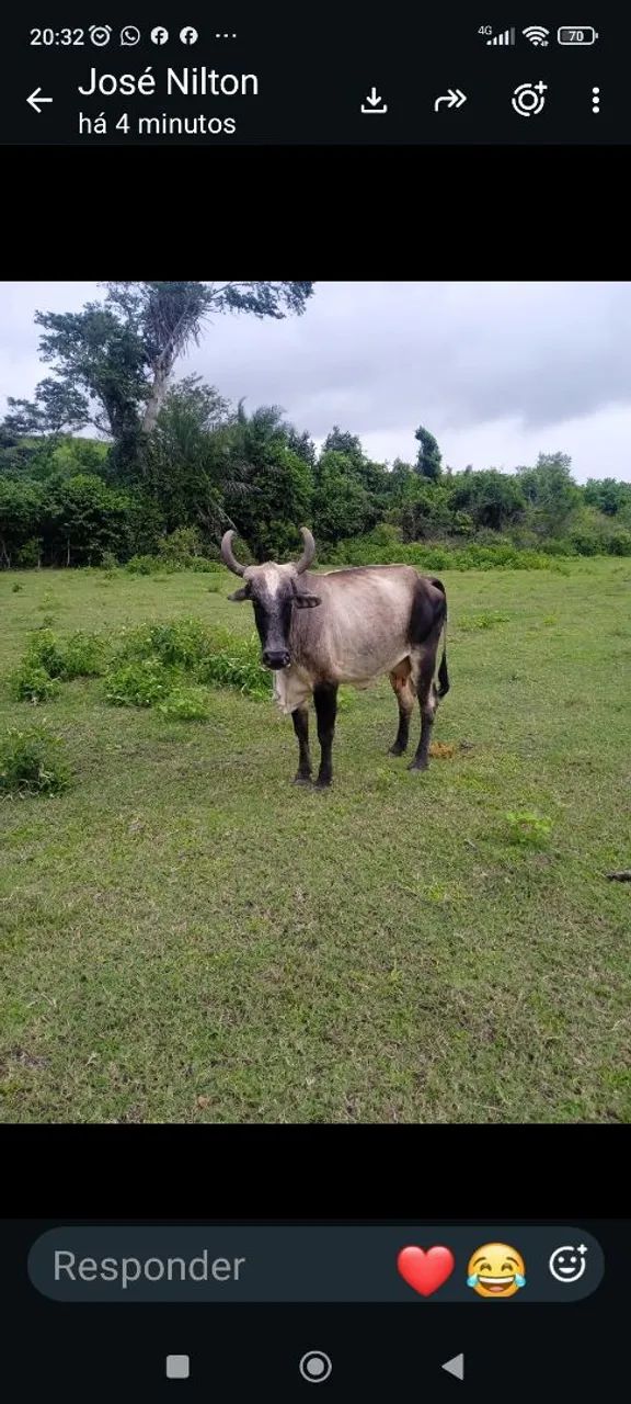 Vendo uma vaca - Foto 3