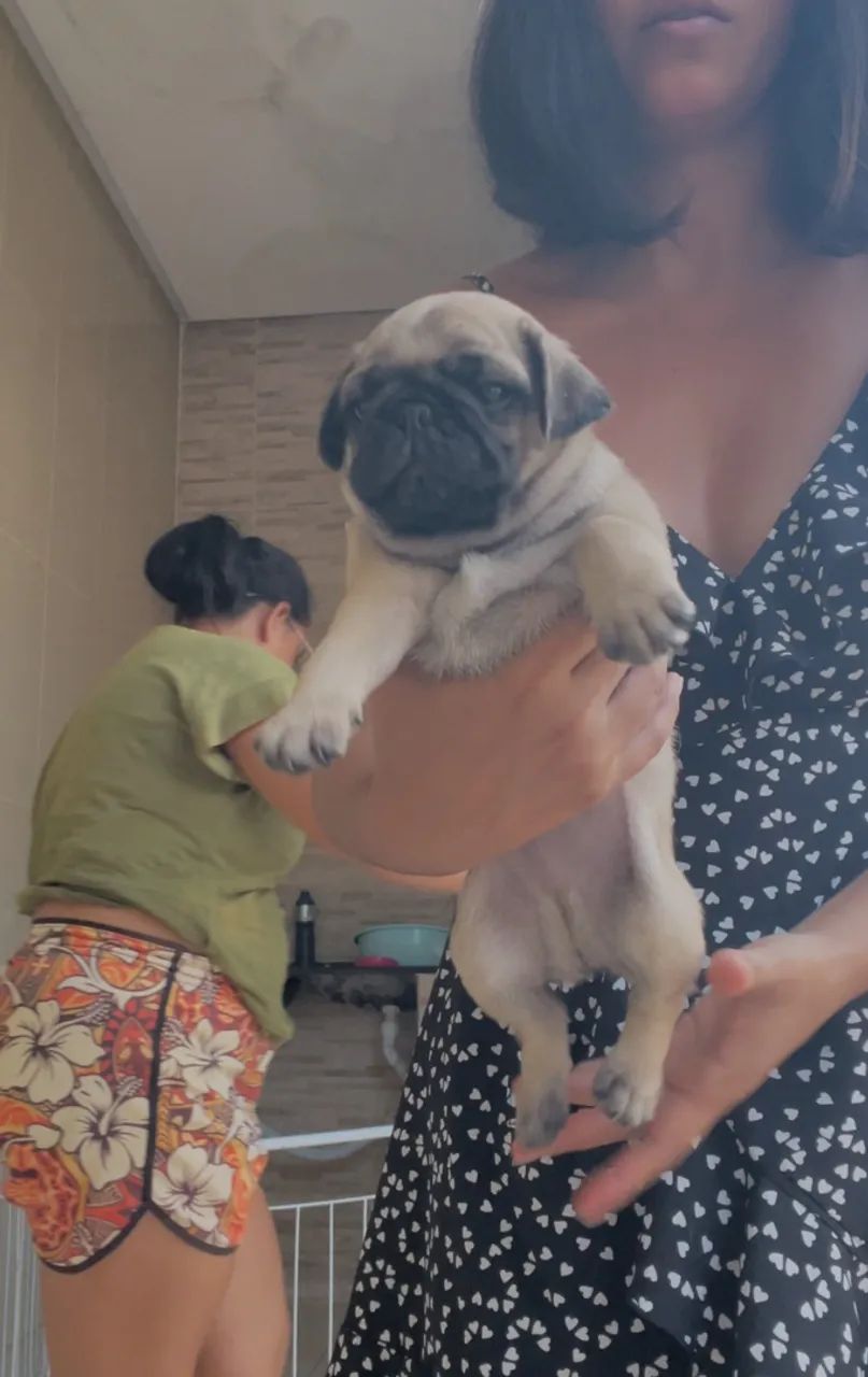 Pugs filhotes  - Foto 4