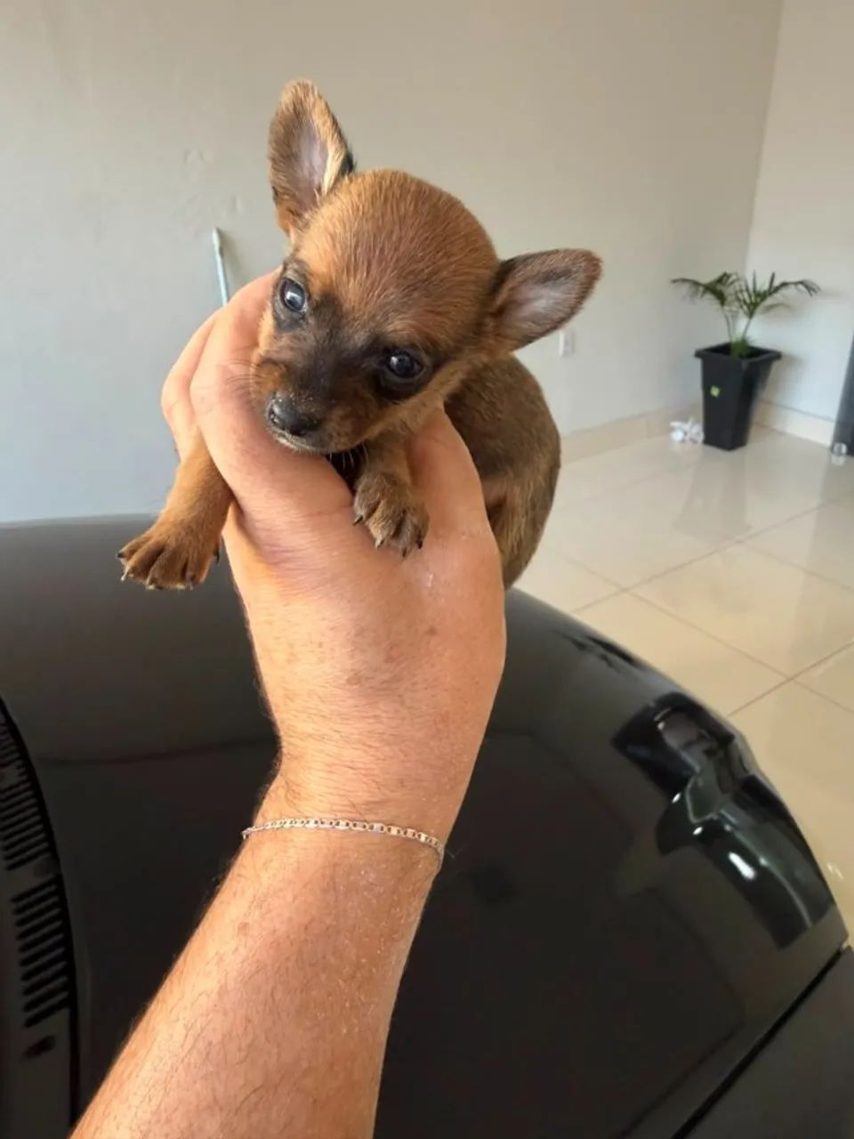 Pinscher macho  - Foto 3