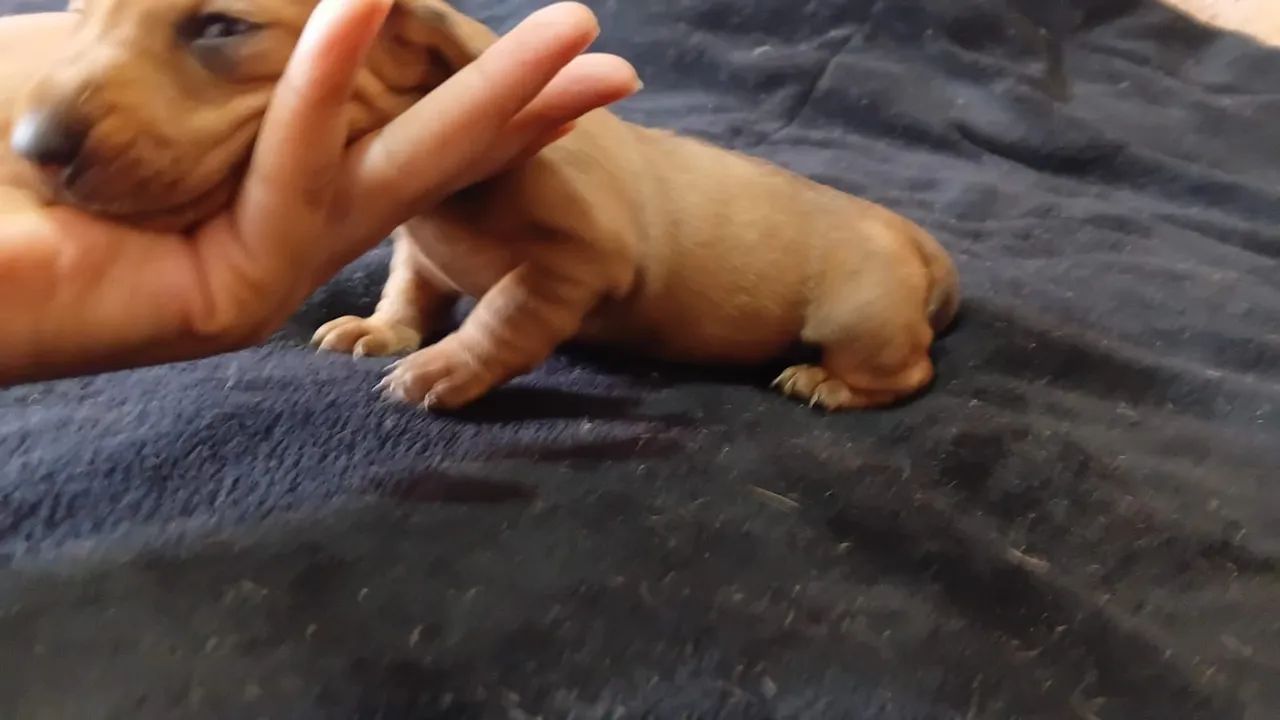 Daschund  - Foto 3