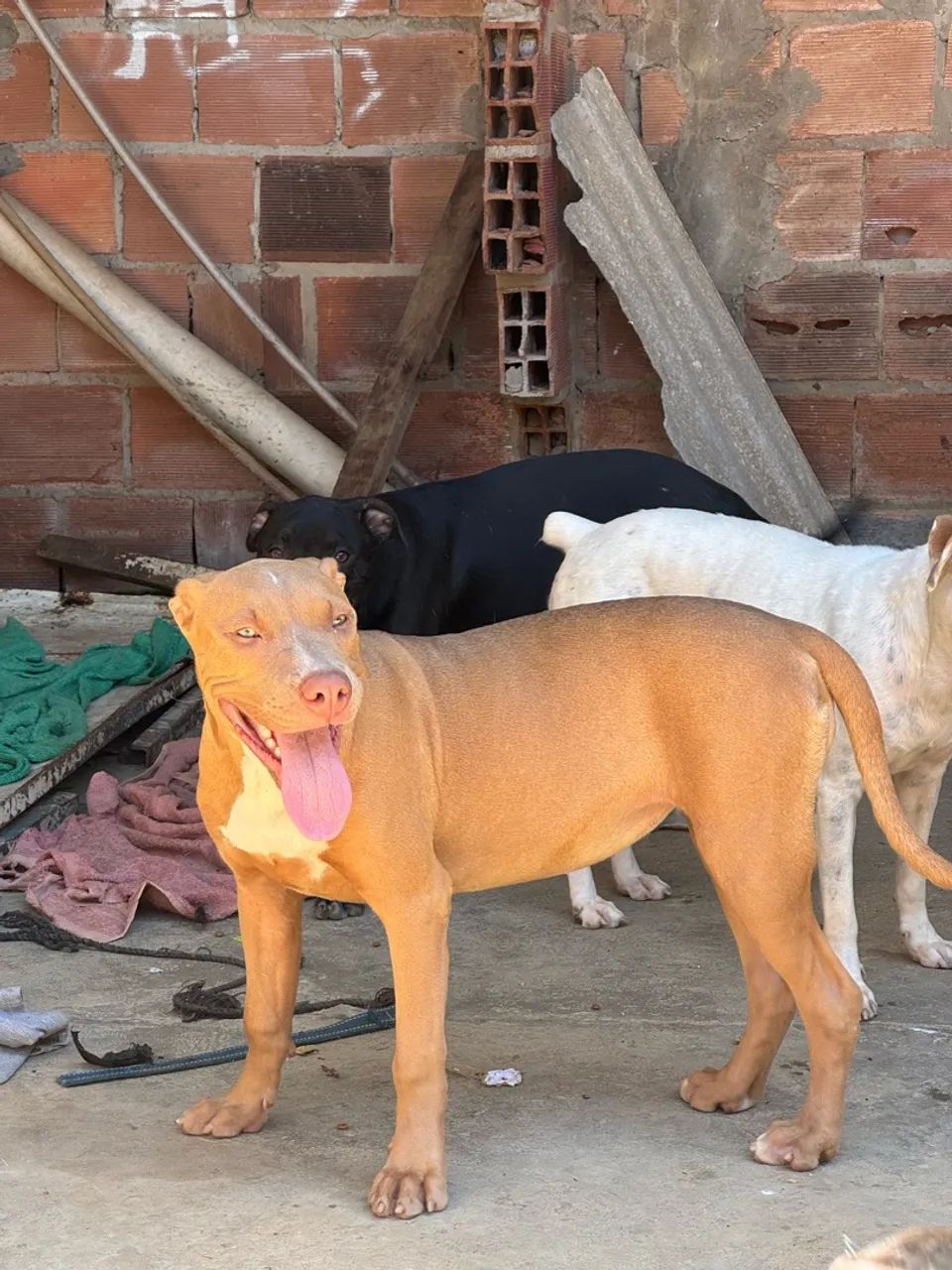 Pit bull monster  - Foto 3