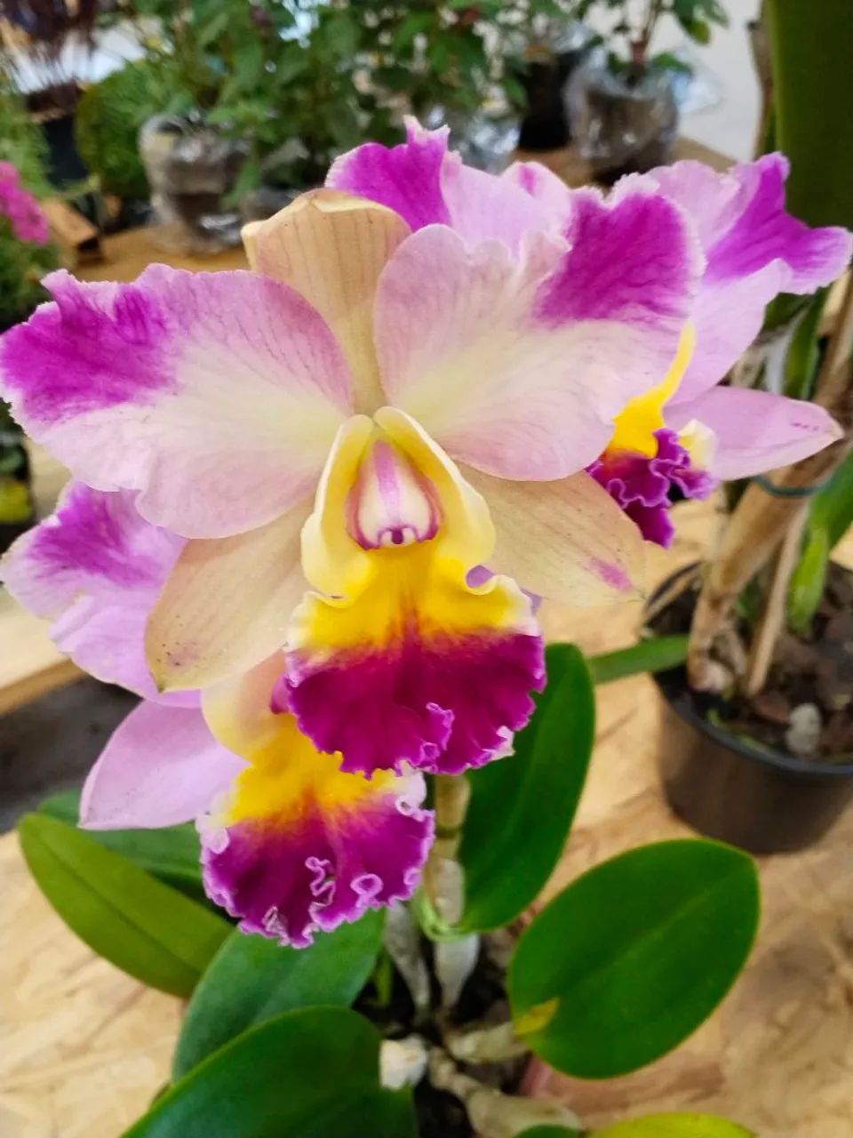 Orquídeas  - Foto 3