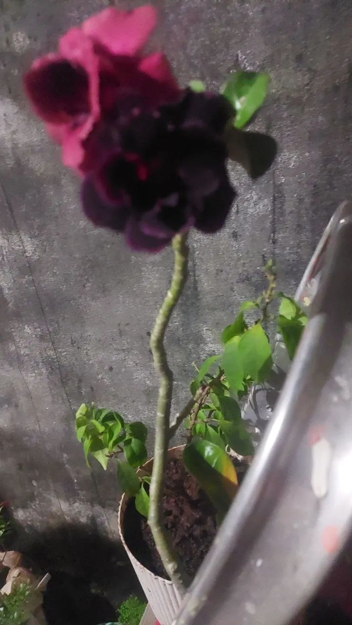 Rosa do deserto  