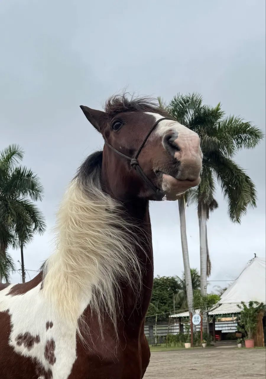Cavalo Mangalarga Marc Batida