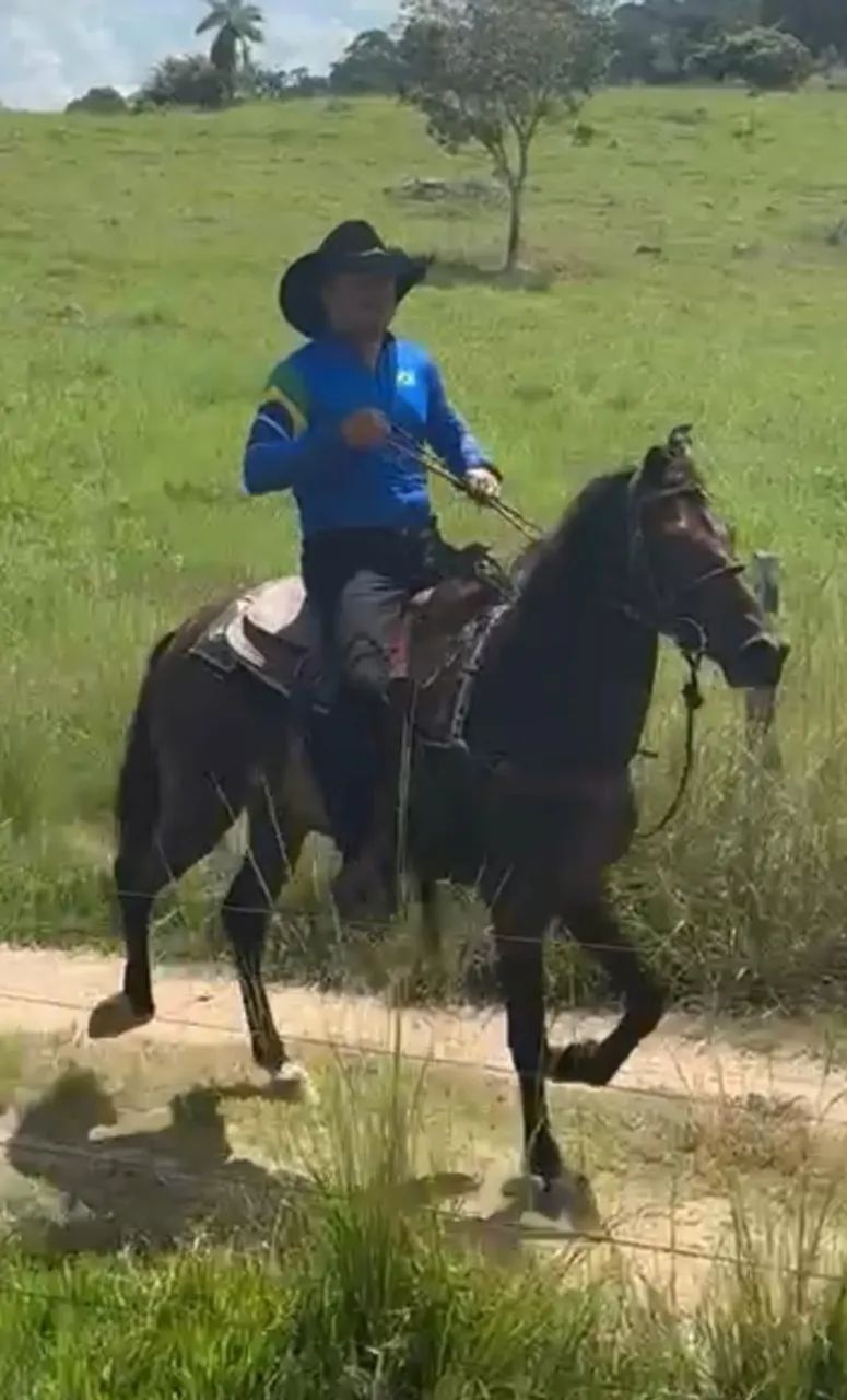 Cavalo  - Foto 4