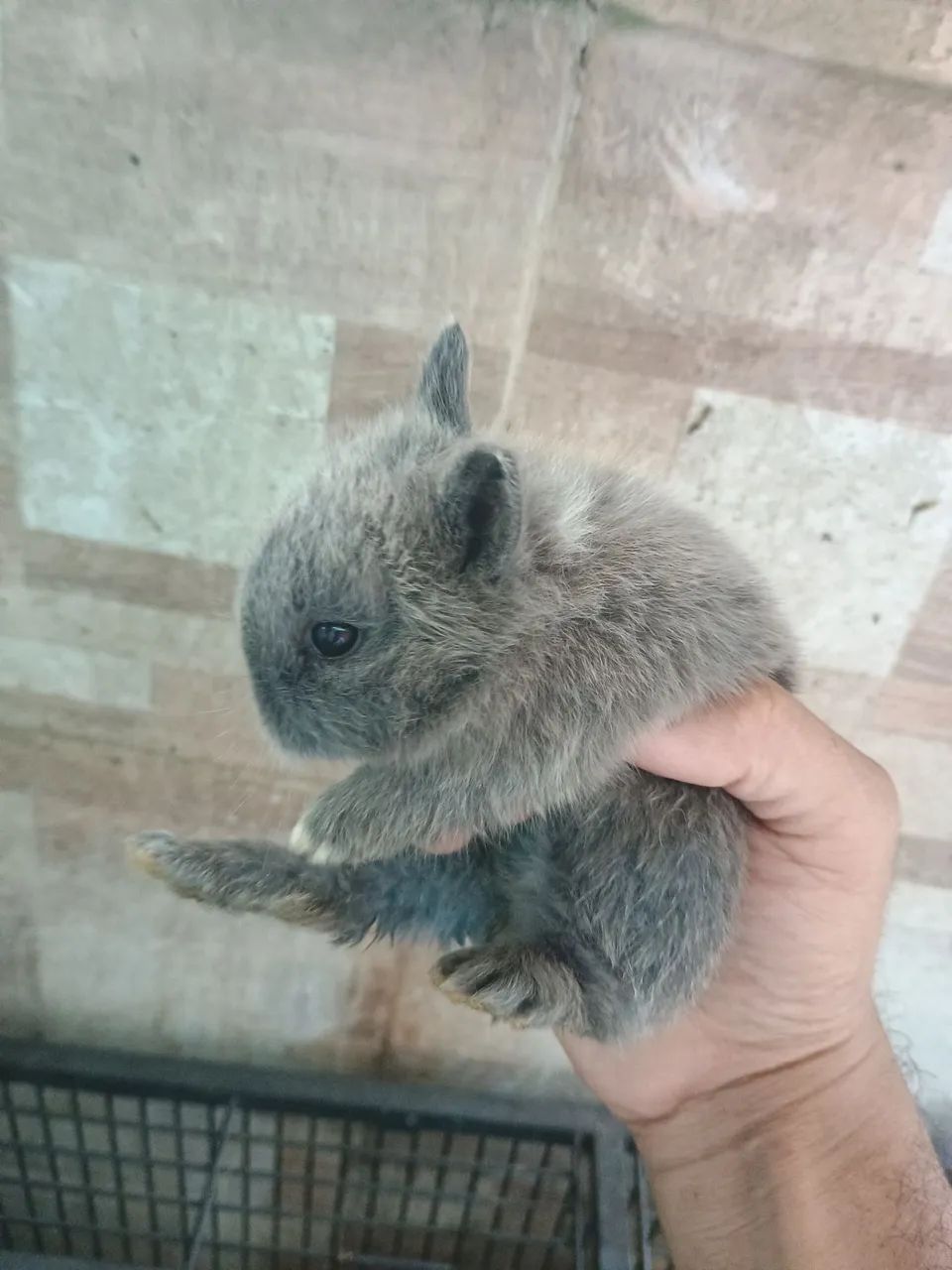 Coelho filhotes  - Foto 2