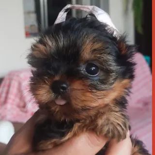 Yorkshire Macho Mini