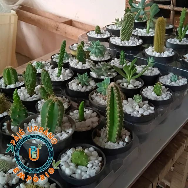Suculentas e Cactos - R$15,00 - Com Vasinho Incluso