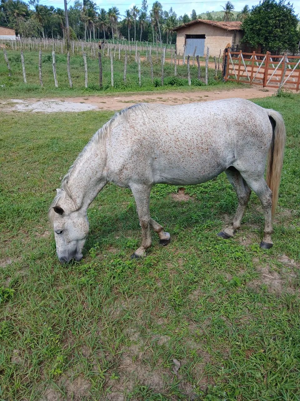 Vendo cavalo mestiço de manga larga. - Foto 3