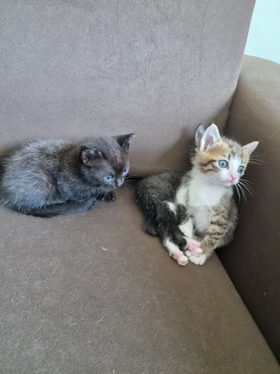 Gatinho macho para doar - Foto 3