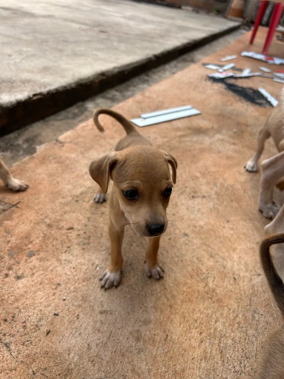 Doação de cachorro