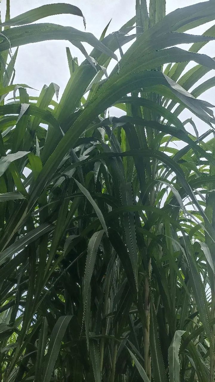 BRS CAPIM AÇU  - Foto 3