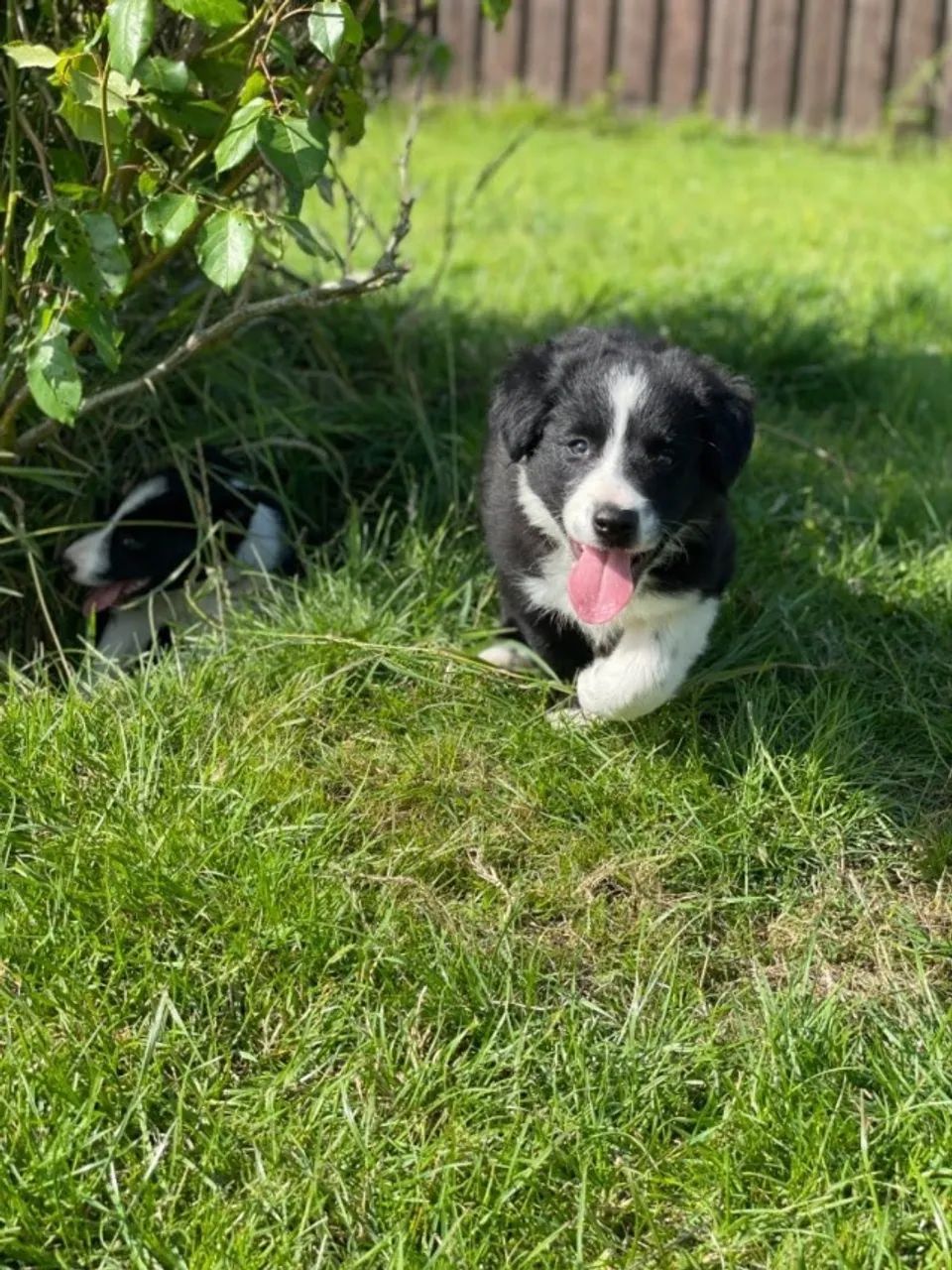 Filhote Macho Border Collie, Padrão Agility, Vacinado e Ativo