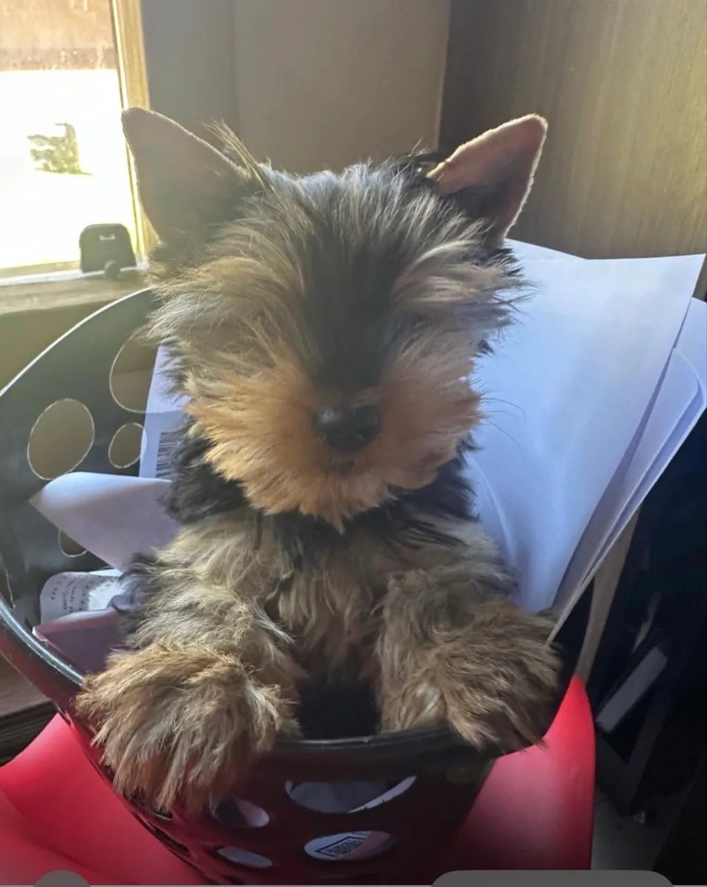 Yorkshire 1 ano com Pedigree ( Micro).