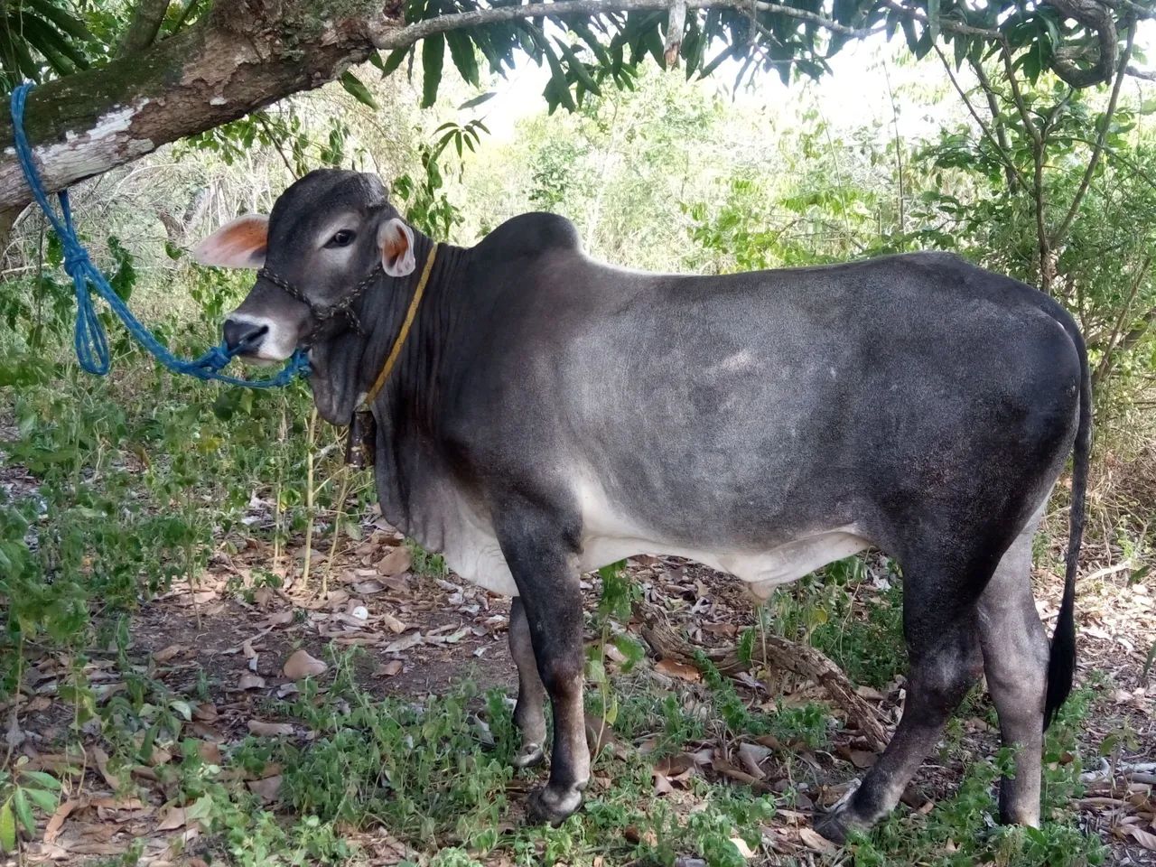 Boi manço de cela castrado muito manso 6,000 - Foto 2