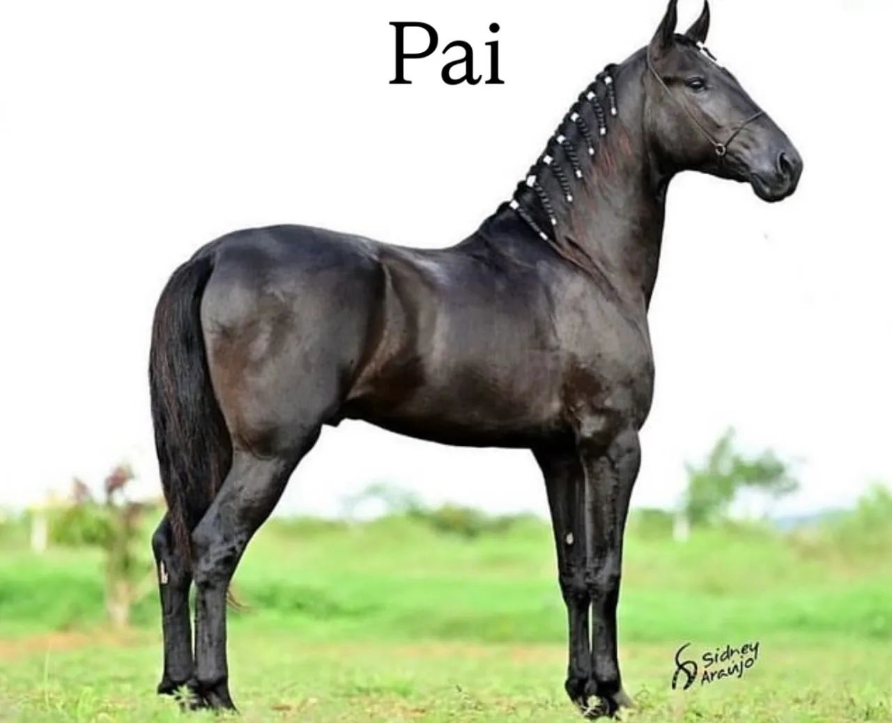 Potro Mangalarga Marchador (2 anos) - Foto 5