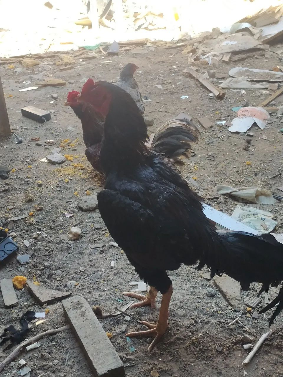 Galo de raça  - Foto 3