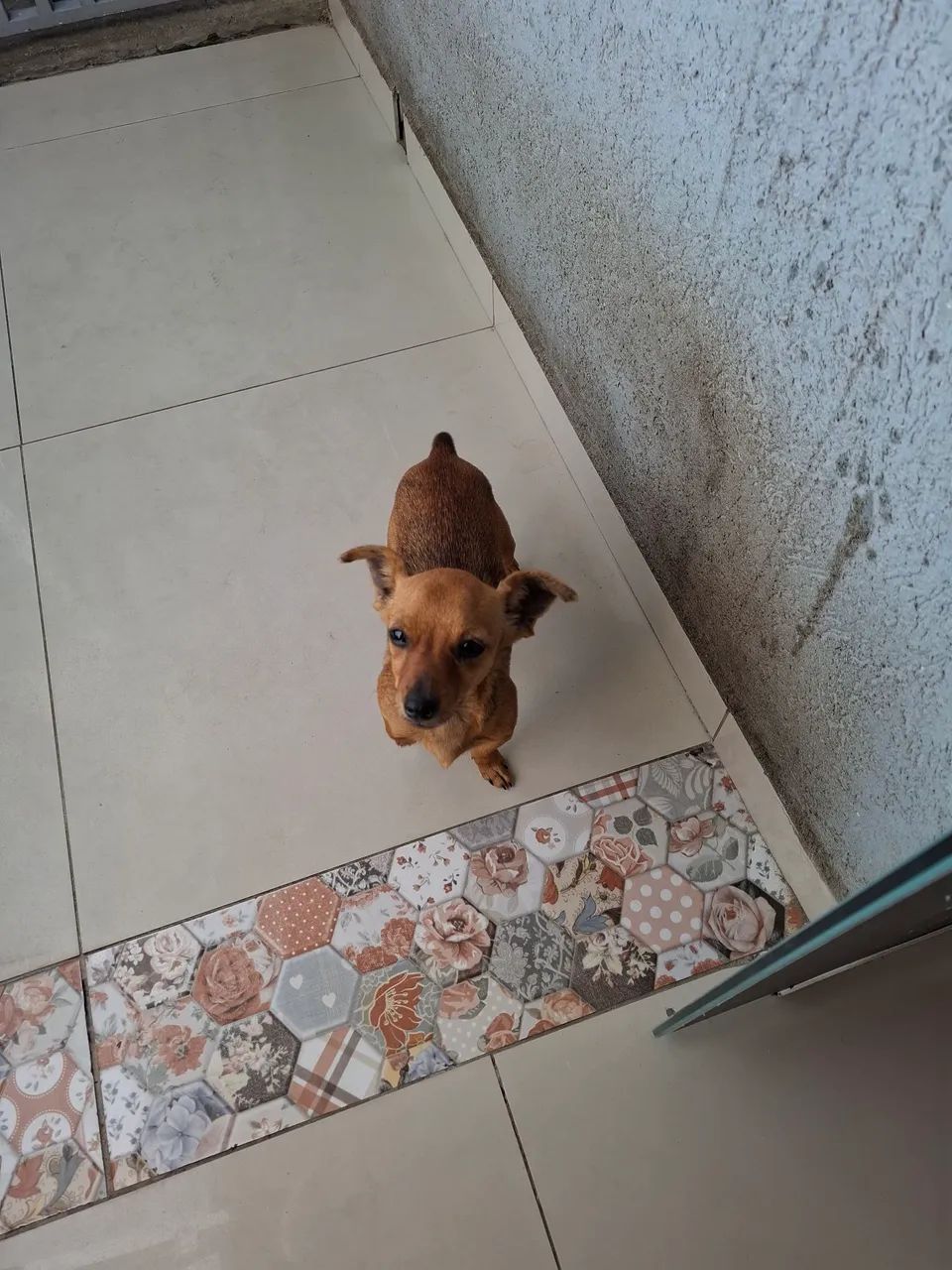 Pinscher