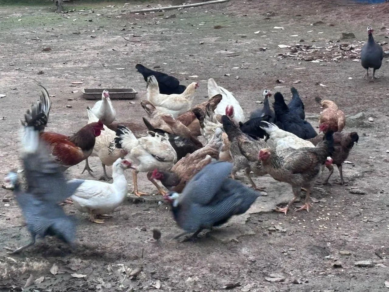 5 angolas 4 patos 2 galos 19 galinhas  - Foto 4