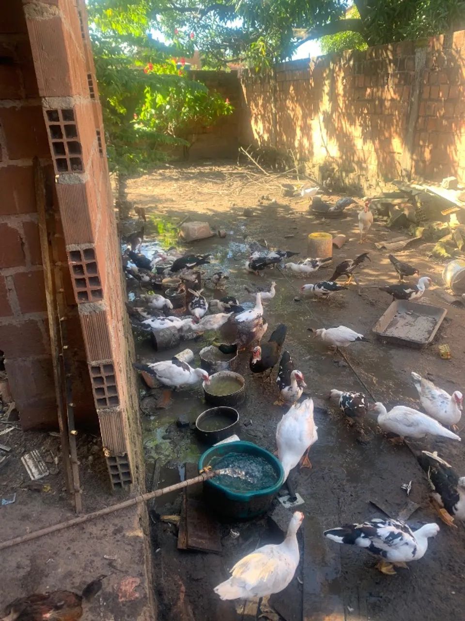 Patos e galinhas - Foto 3