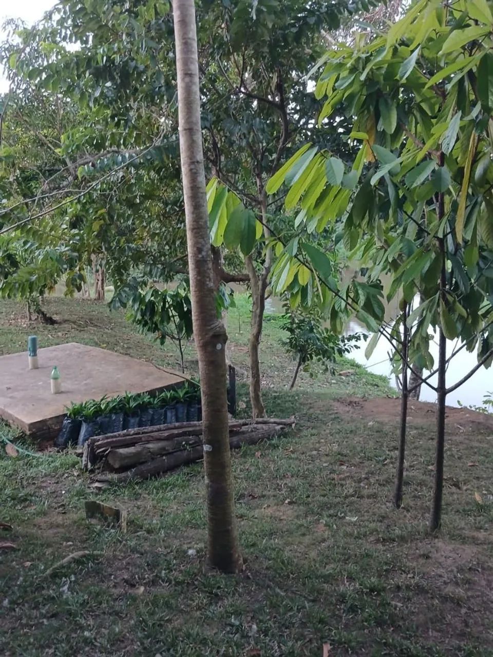 Chácara a venda  - Foto 2