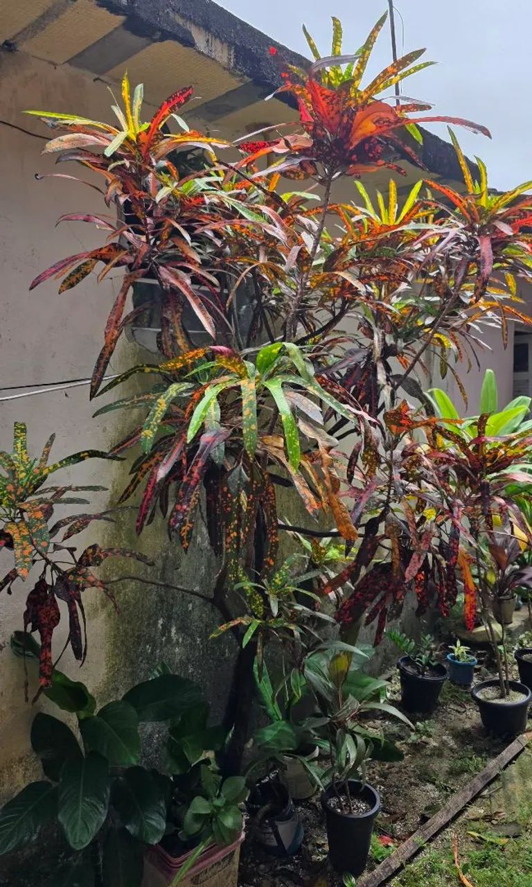 Planta Cróton <br>
