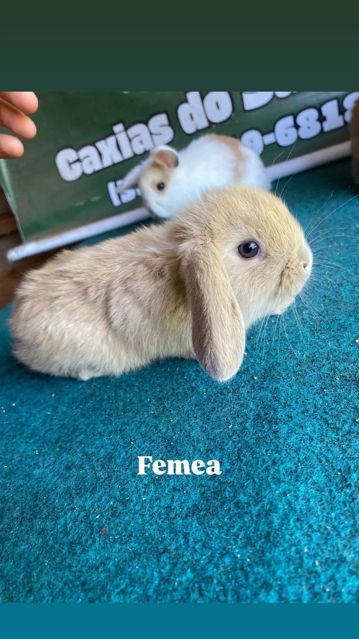Coelhos mini lop 65048974728578120