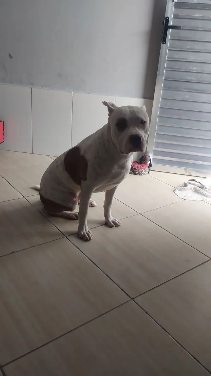 Doa esse lindo Pit Bull  - Foto 2