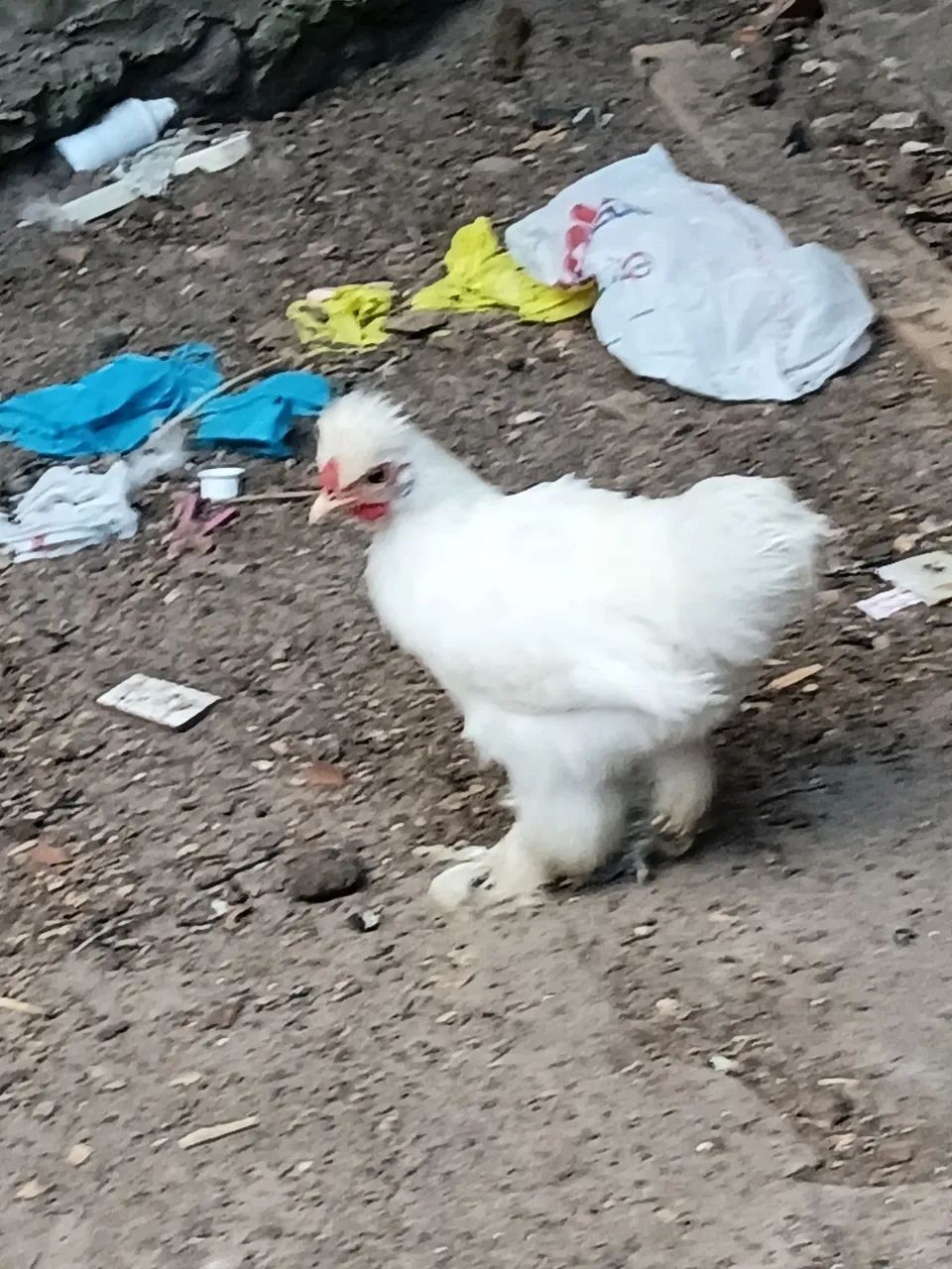 Frango 