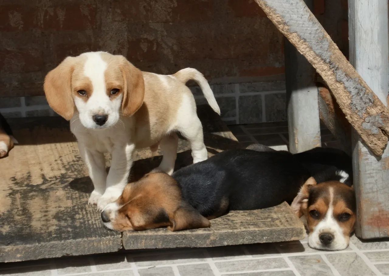 Bicolor machinho - beagle  - Foto 2
