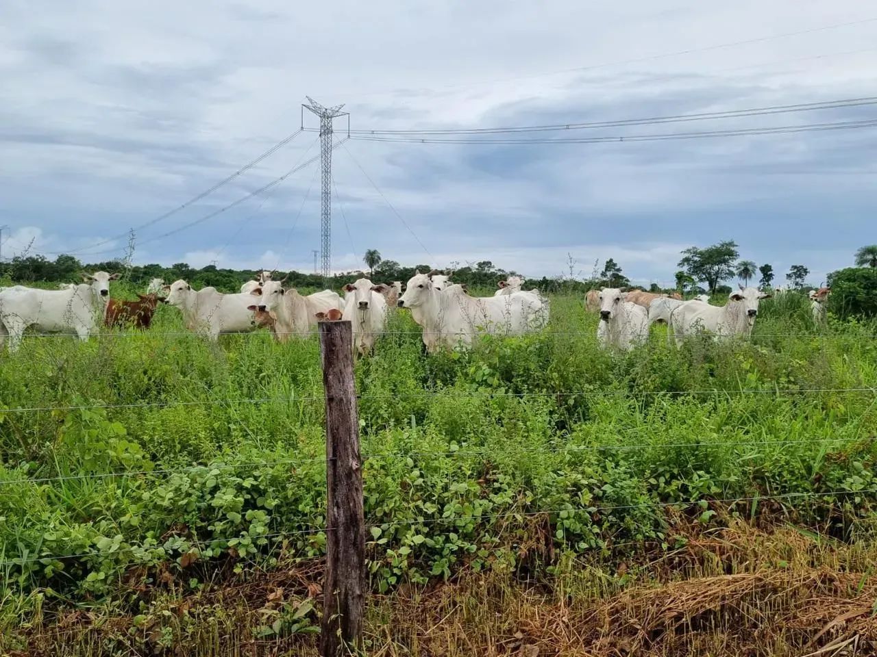 Fazenda dupla aptidão Olho D'água. Próximo Cuiabá